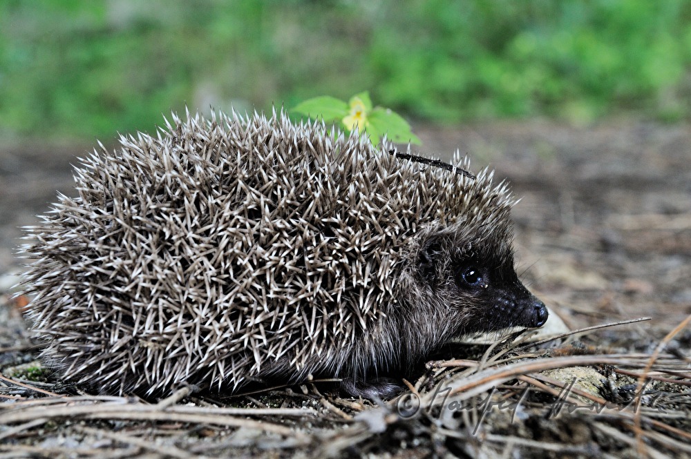 Igel wärmt sich auf einem Stein
