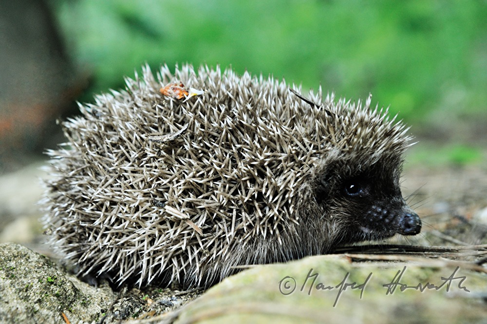 Igel wärmt sich auf einem Stein