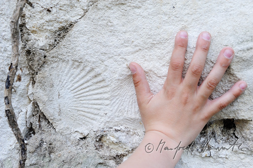 versteinerte Muschel an einem Stein der Tiergartenmauer und Kinderhand