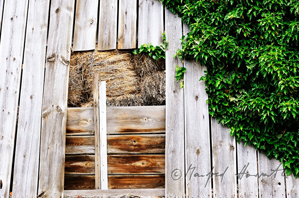 Strohballen in einer veitschibewachsenen Holzscheune