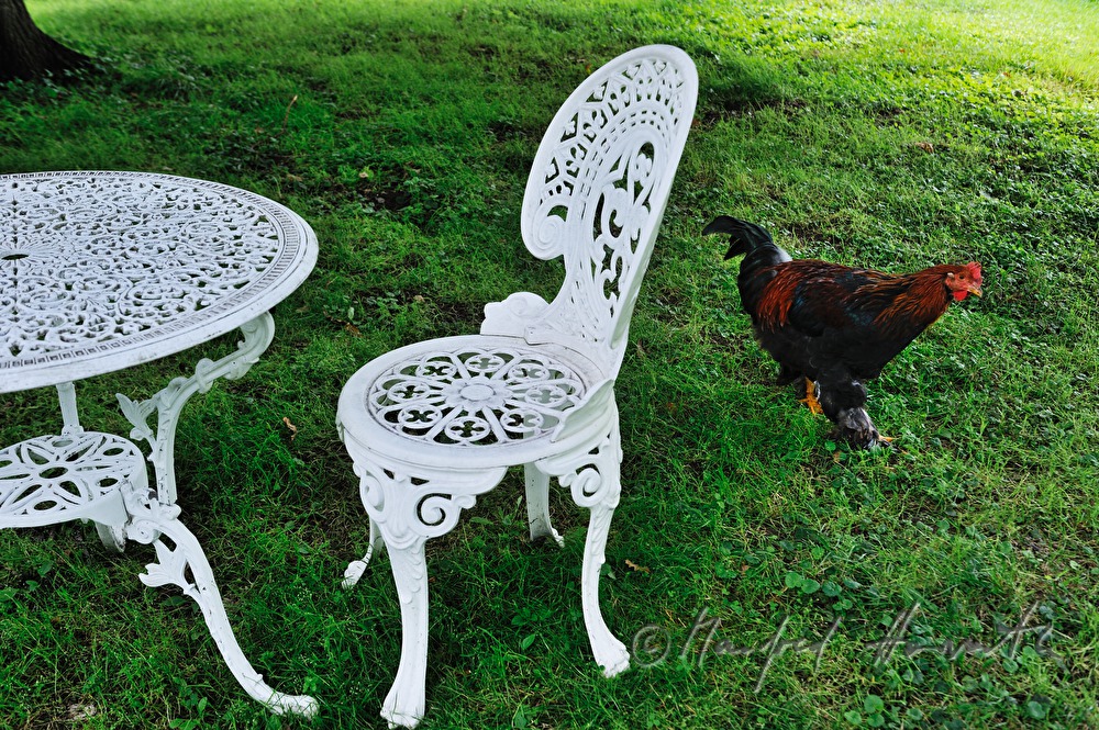 englische Gartenmöbel und frei laufendes Huhn