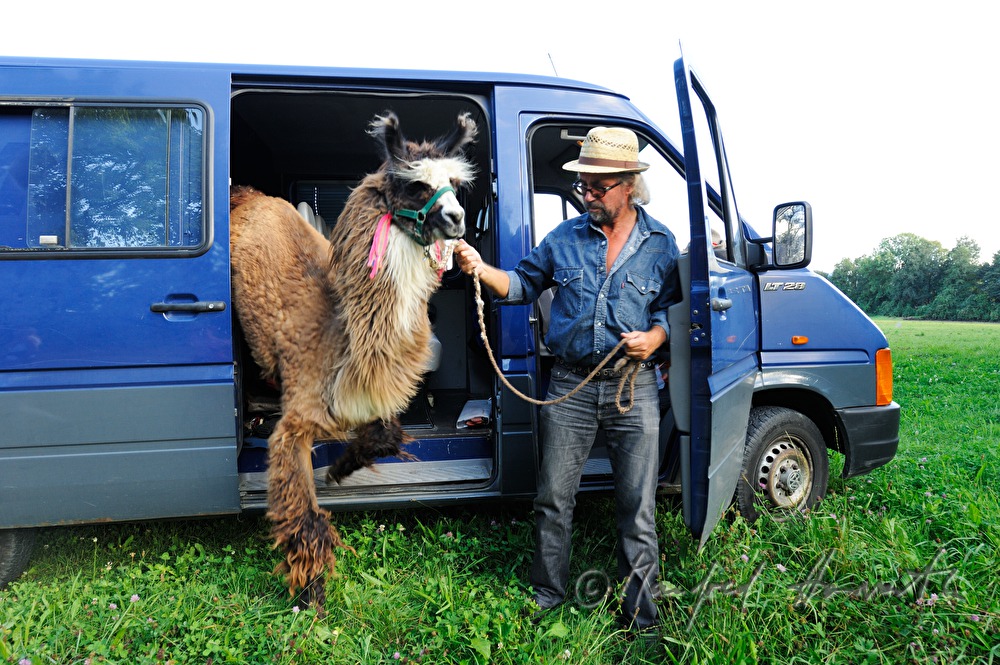 Transport eines Lamas im Bus