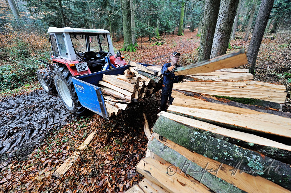 Buchenholz Aufschlichten im Wald auf Stapel