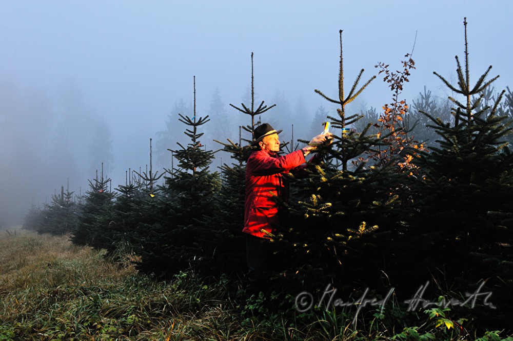 Christbaumhof Raith: Franz Raith putting labels on the trees