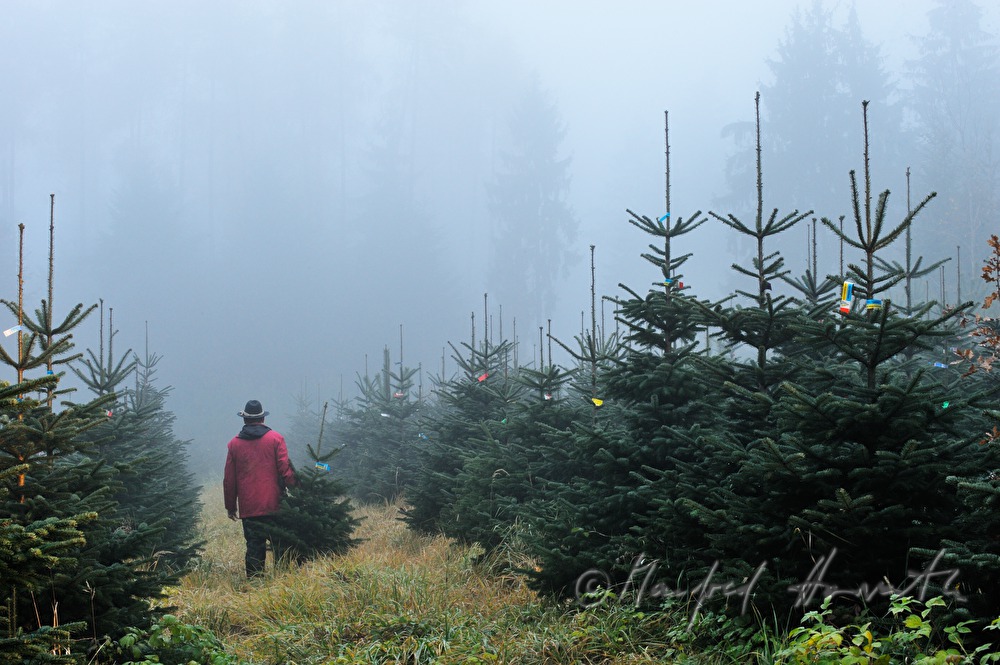 Christbaumhof Raith: Franz Raith carries a tree