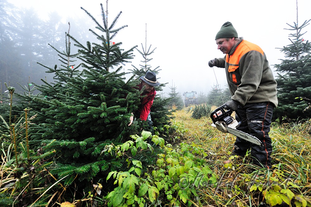 Christbaumhof Raith: Fällen eines Christbaumes