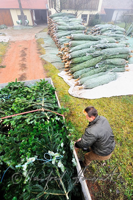 Christbaumhof Raith: Beladen eines Transporters mit Reisig