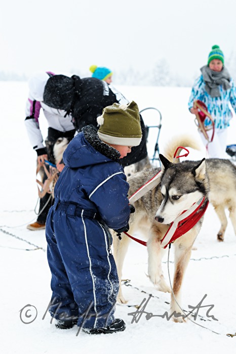 Aufzäumen der Huskys mit Brustgeschirr