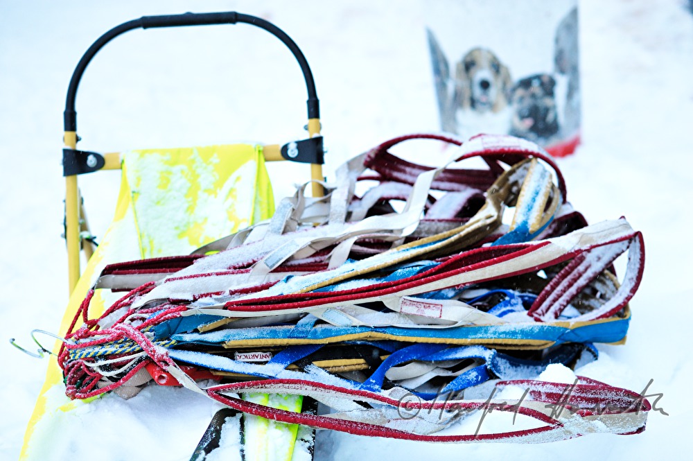 Schlittenhundegeschirr auf einem Hundeschlitten