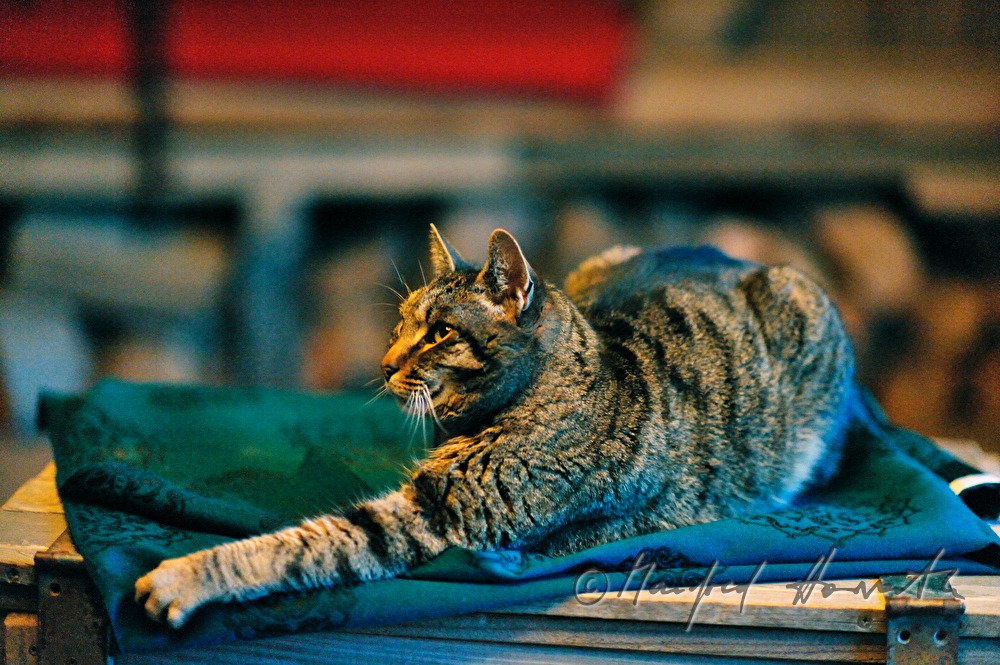 Katze im Wohnzimmer der Schiffmühle