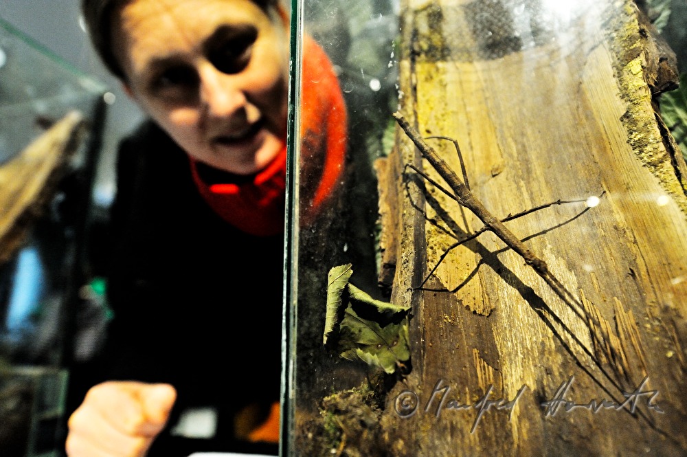 Ausstellung einer Stabschrecke in einem Terrarium