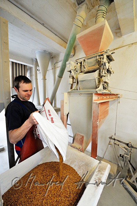 Malz einfüllen in die Malzmühle (über dem Sudhaus)