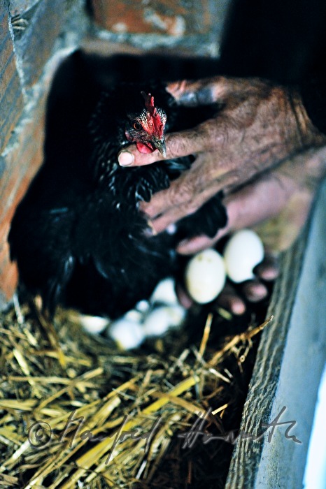 Bauer entdeckt Henne mit Nest auf dem Dachboden