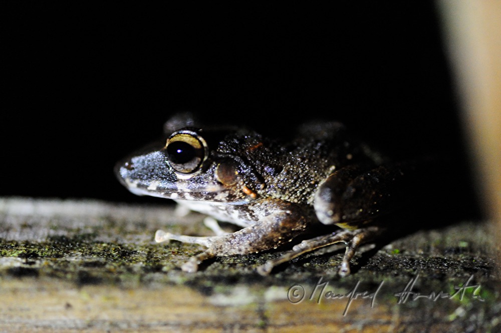 ein fleischfressender Smoky Jungle Frog