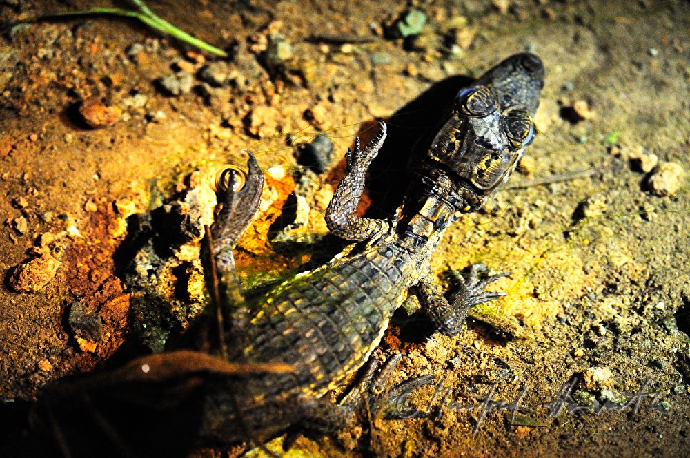 Baby-Kaiman in der Esquinas Rainforest Lodge