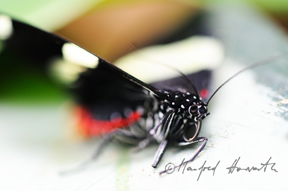 Papilio  im Esquinas Regenwald