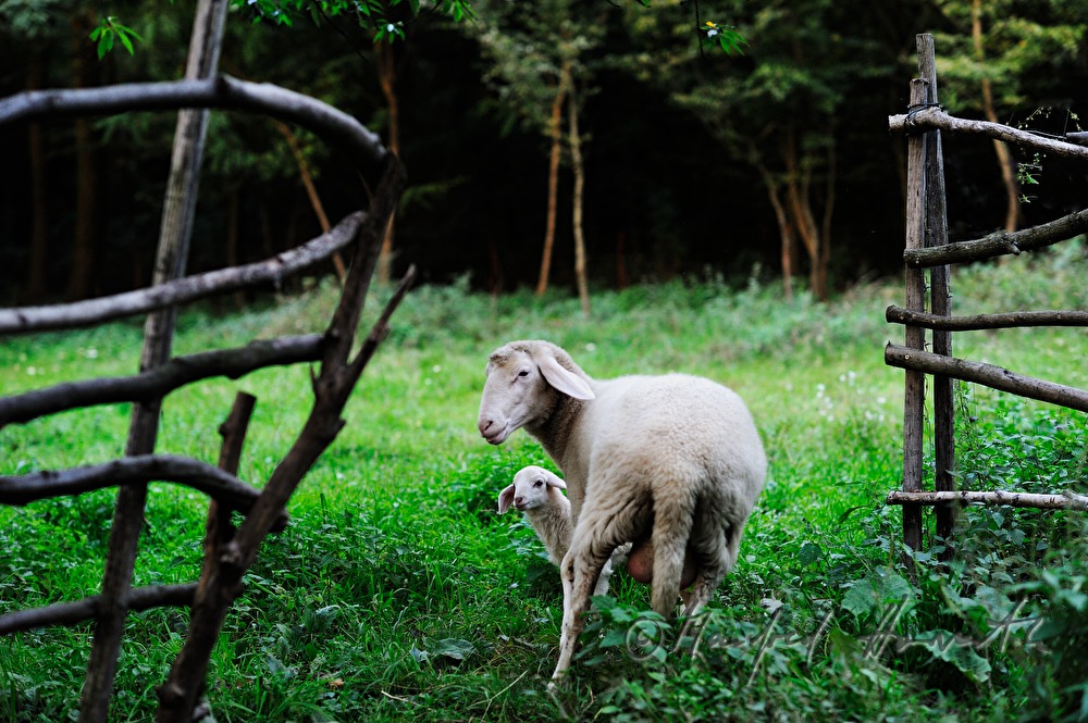 Schaf und Lamm im Gehege beim Hof