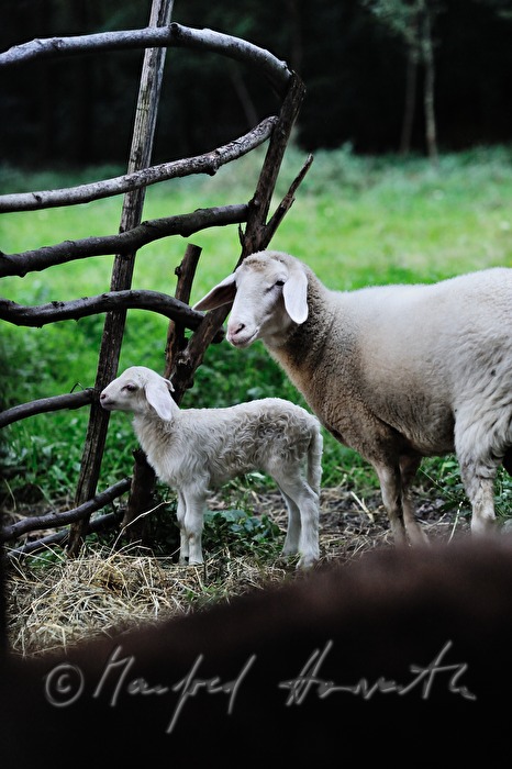 Schaf und Lamm im Gehege beim Hof