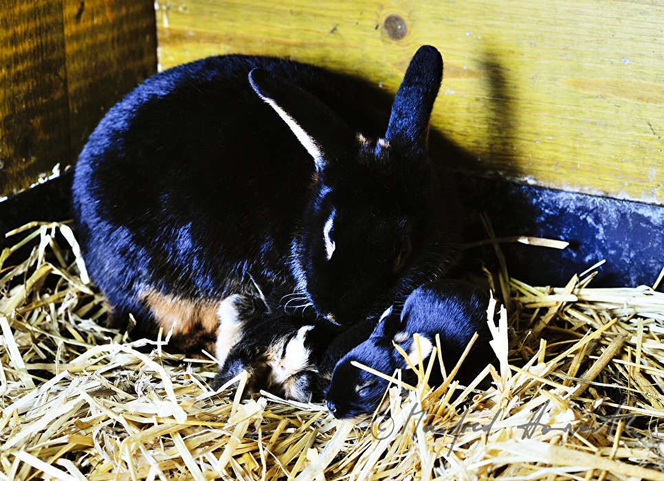 junges Kaninchen im Aufzuchtgehege
