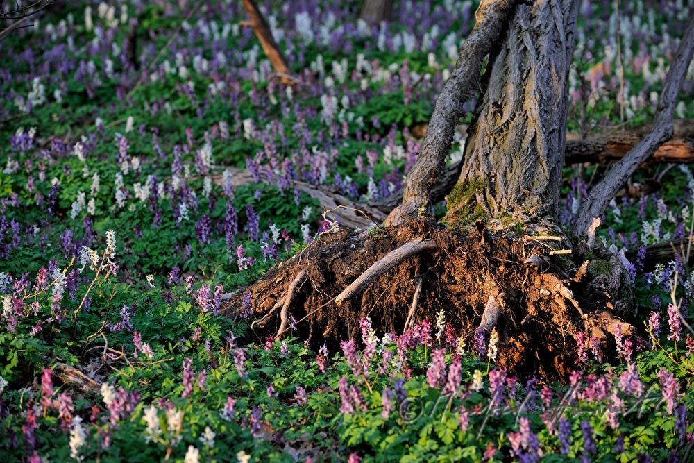 Lerchensporn und entwurzelter Baum