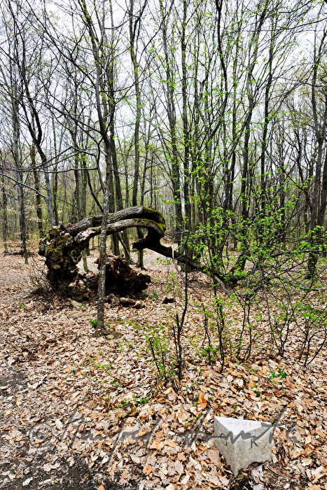 alte, eingestürzte Eiche (