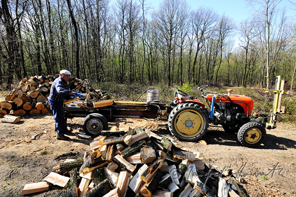 Forstarbeiter spaltet Holzstämme im Wald