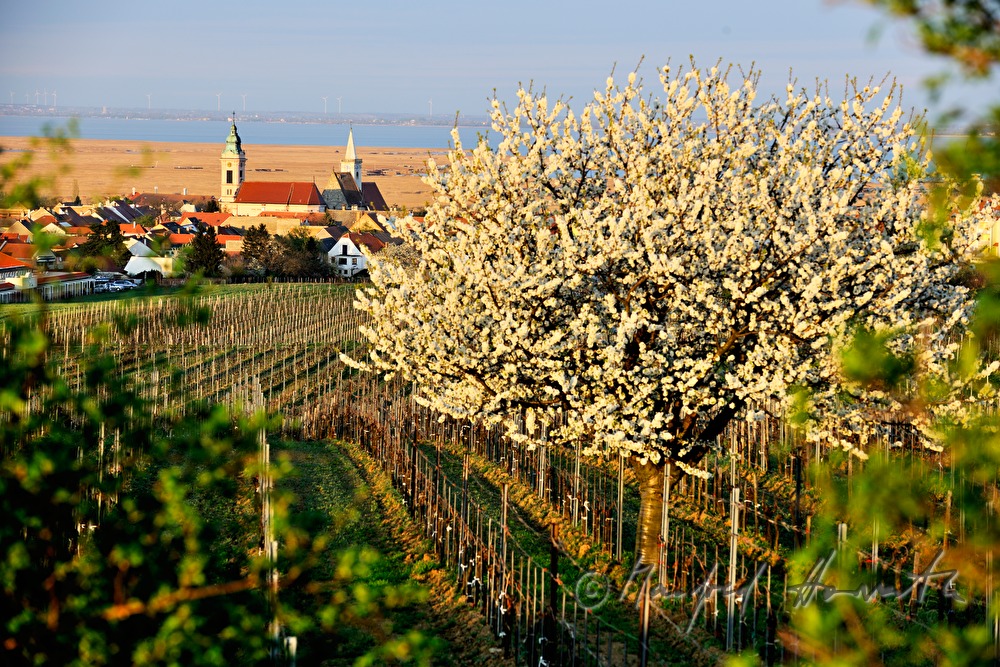 blühende Bäume im Weingarten