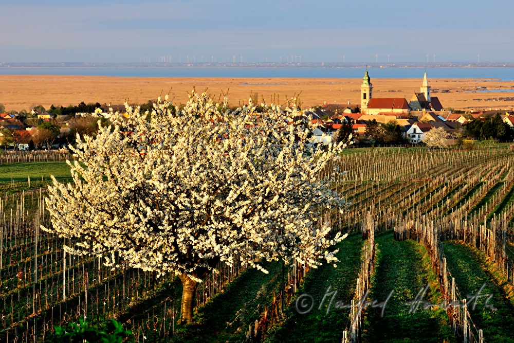 blühende Bäume im Weingarten