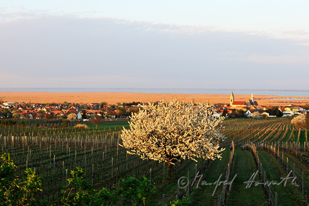 blühende Bäume im Weingarten