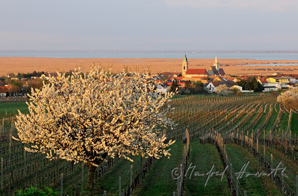 blühende Bäume im Weingarten
