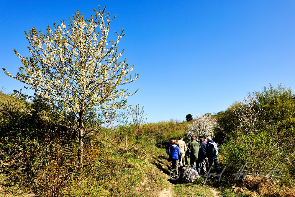 Exkursion des Naturschutzvereines zu den Zwergchwertlilien