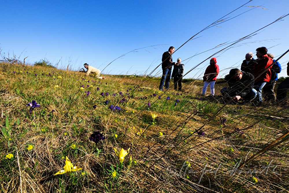 Exkursion des Naturschutzvereines zu den Zwergchwertlilien