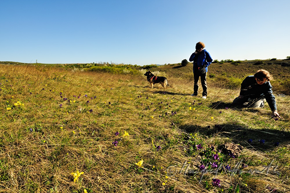 Exkursion des Naturschutzvereines zu den Zwergchwertlilien