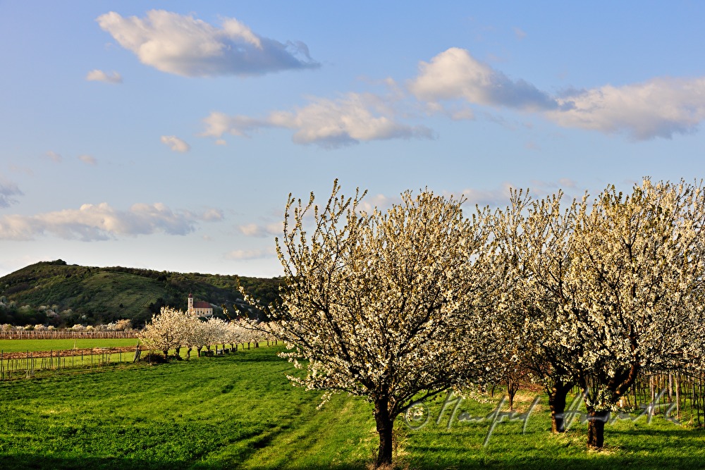 blühender Kirschenbaum im Feld