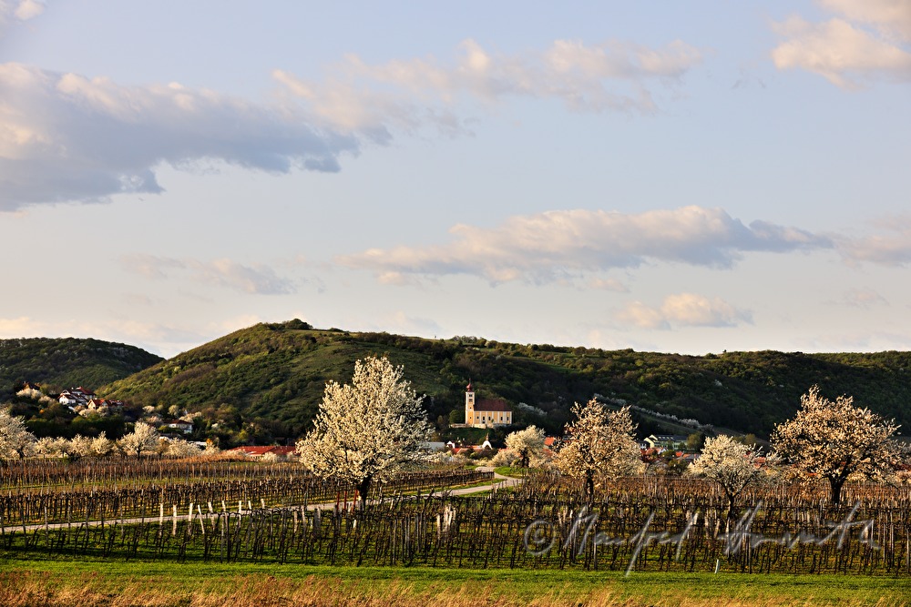 blühender Kirschenbaum im Feld