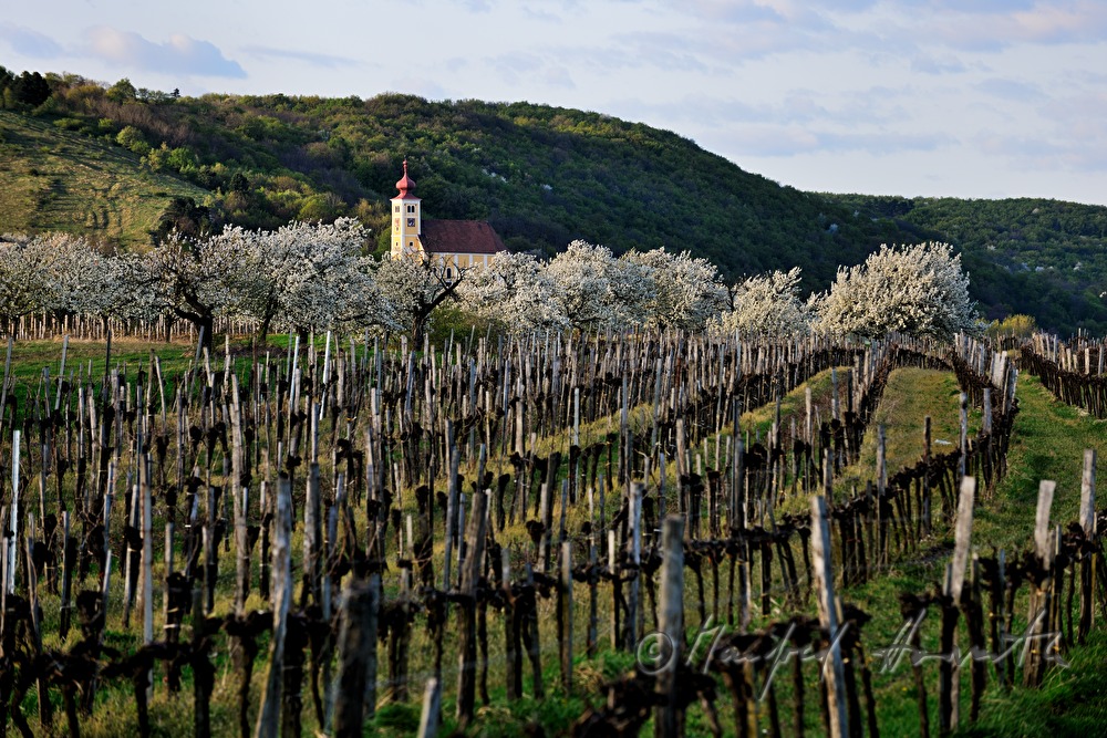 blühender Kirschenbaum im Feld