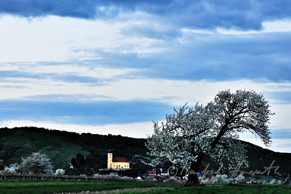 blühender Kirschenbaum im Feld