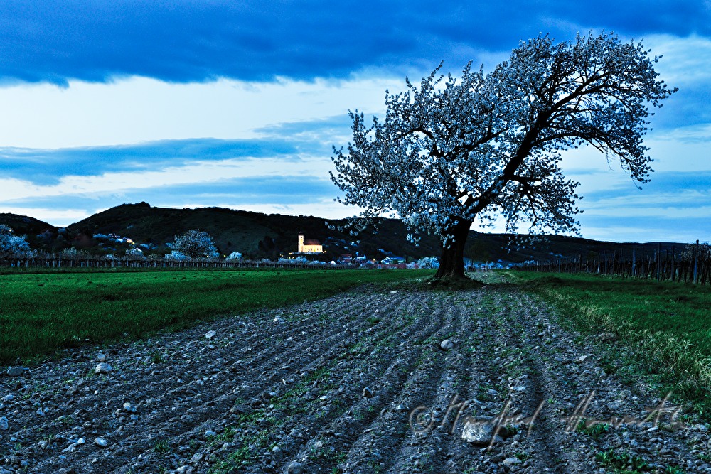 blühender Kirschenbaum im Feld