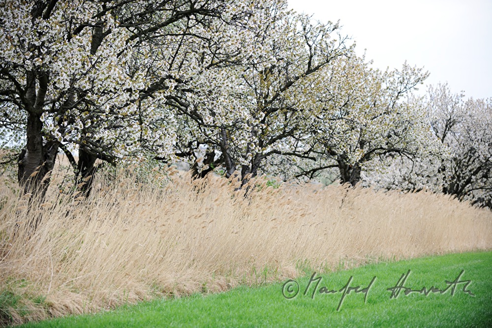 blühende Kirschbäume im Feld