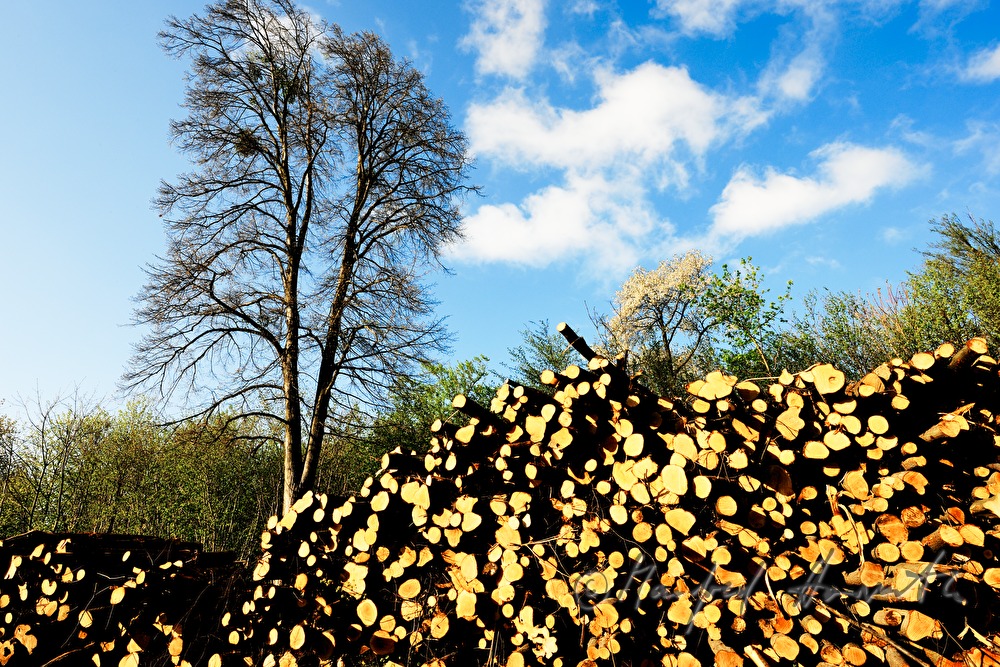 Stapel von Holzstämmen und Baum