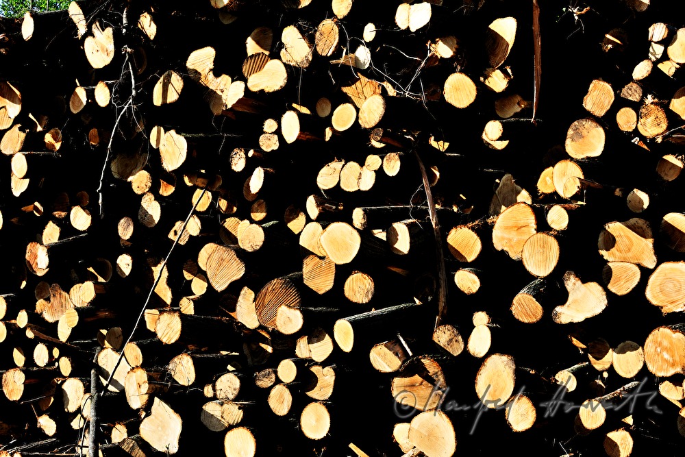Stapel von geschnittenen Holzstämmen