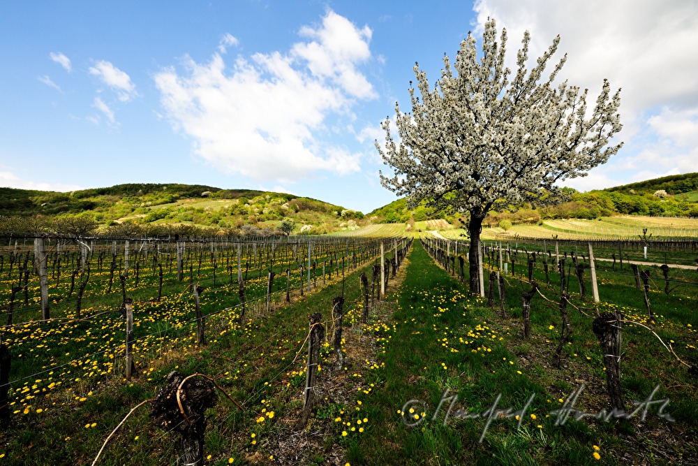 blühender Kirschbaum im Weingarten