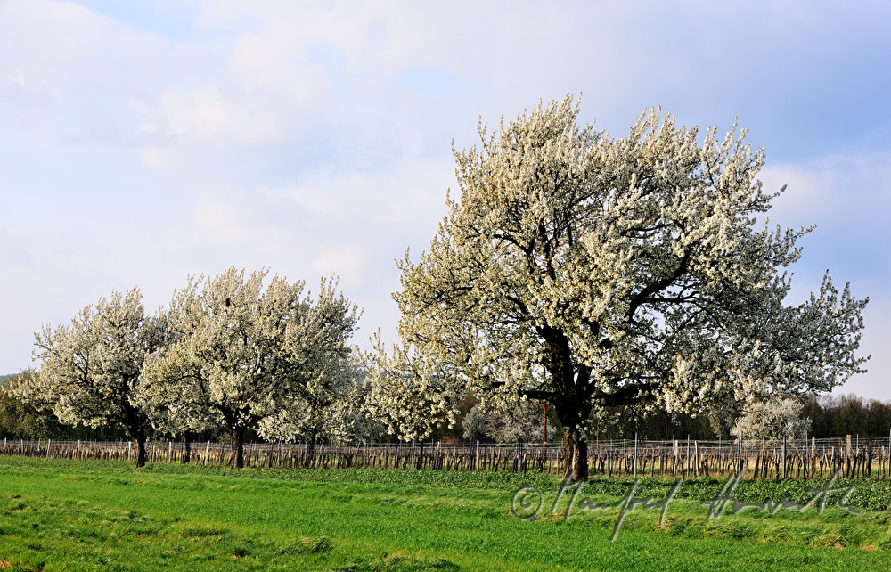blühender Kirschbaum im Weingarten