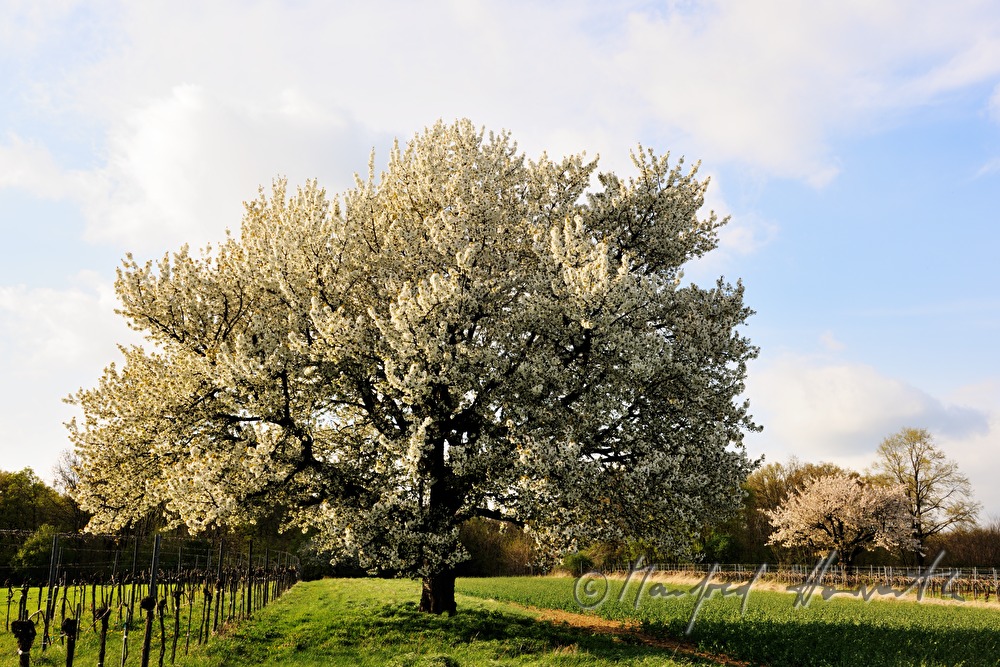 blühender Kirschbaum im Weingarten