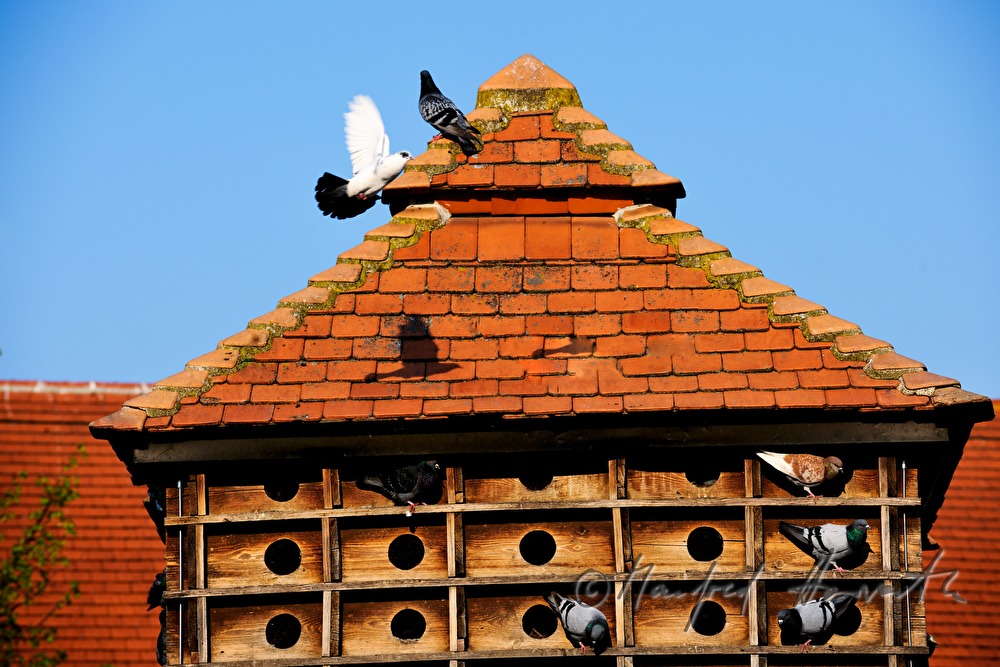 Taubenkobel mit Tauben im Innenhof