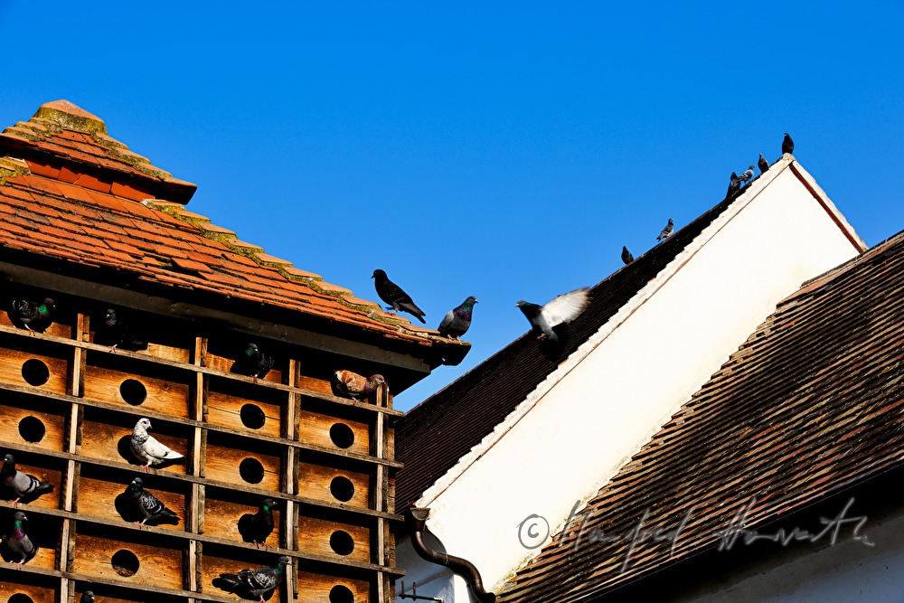 Taubenkobel mit Tauben im Innenhof