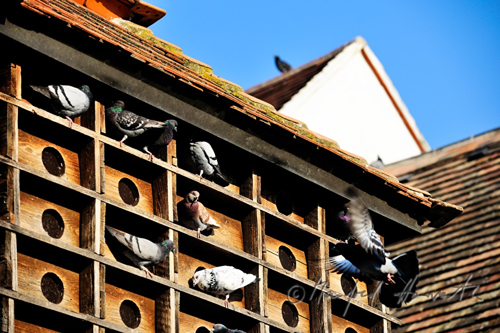 Taubenkobel mit Tauben im Innenhof