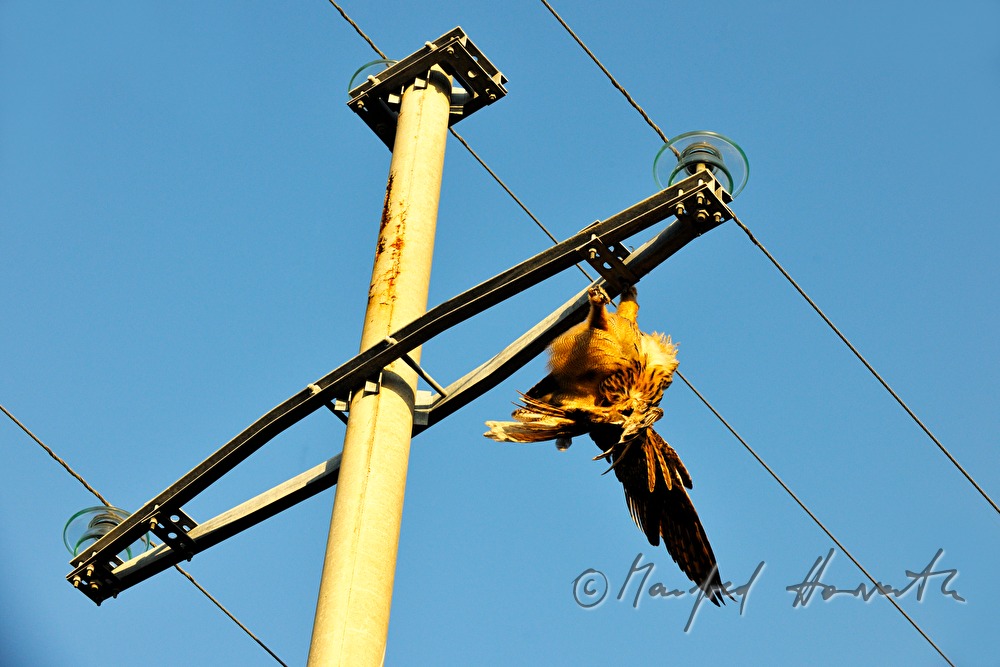 toter Vogel am Strommast