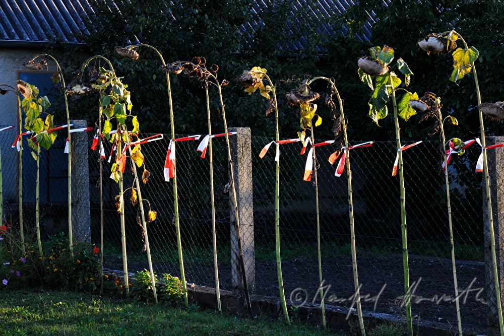 Sonnenblumen an einem Gartenzaun