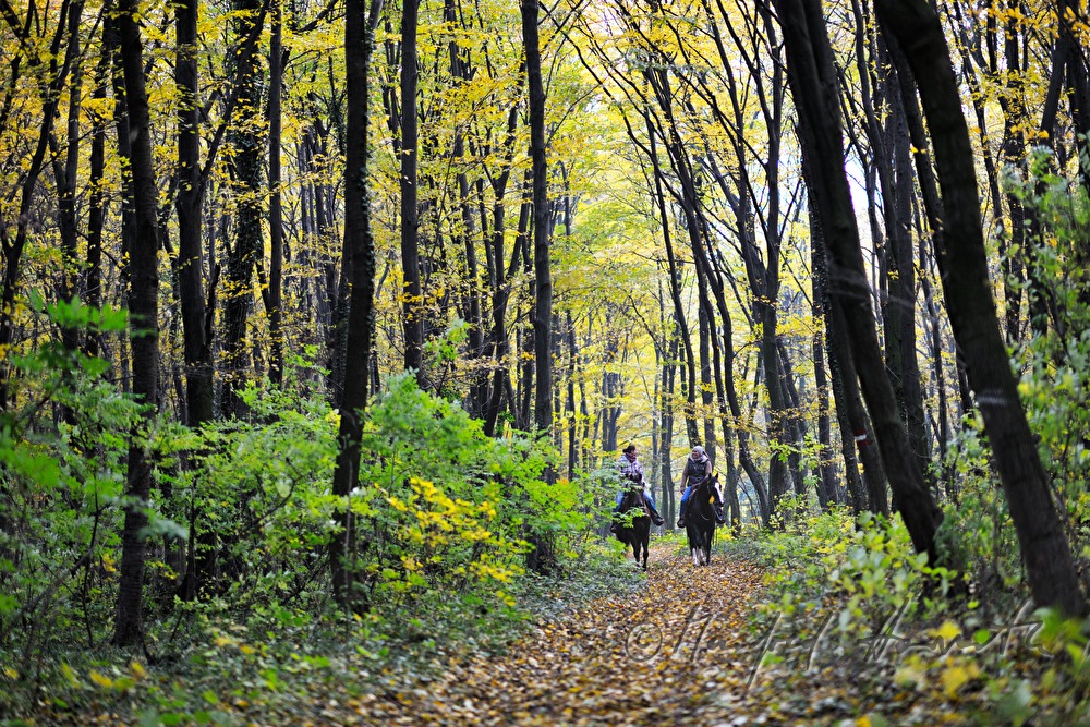 Reiterinnen im Herbstwald